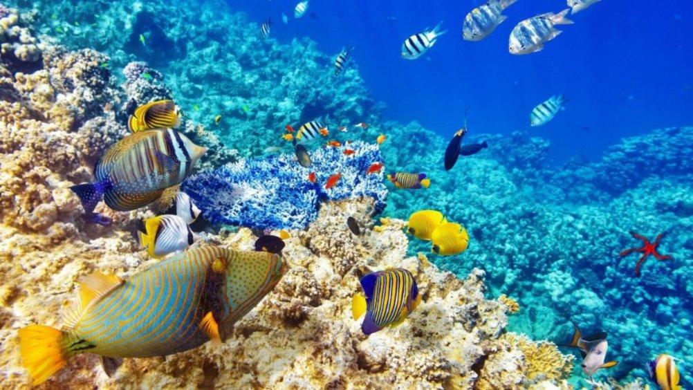 小花猫去钩鱼扩写作文-专业、热门的红迪网平台