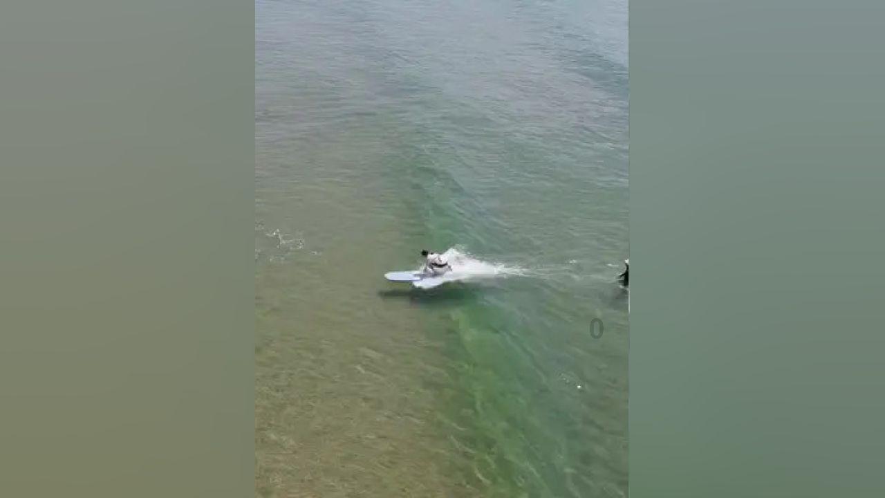 榴莲苗和玉米种一起会死吗？游戏画面