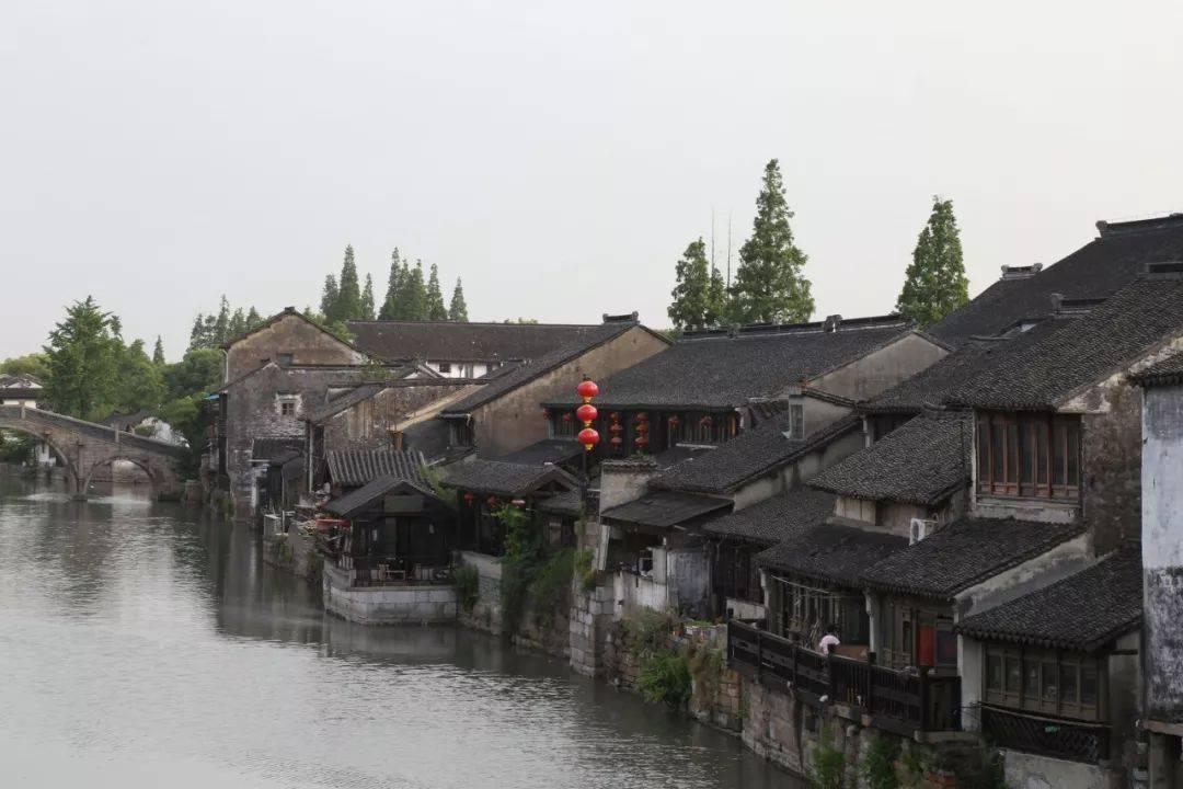 大理一公园养猫替小熊猫“顶岗”？园方澄清：正主藏树上了，猫负责抓老鼠